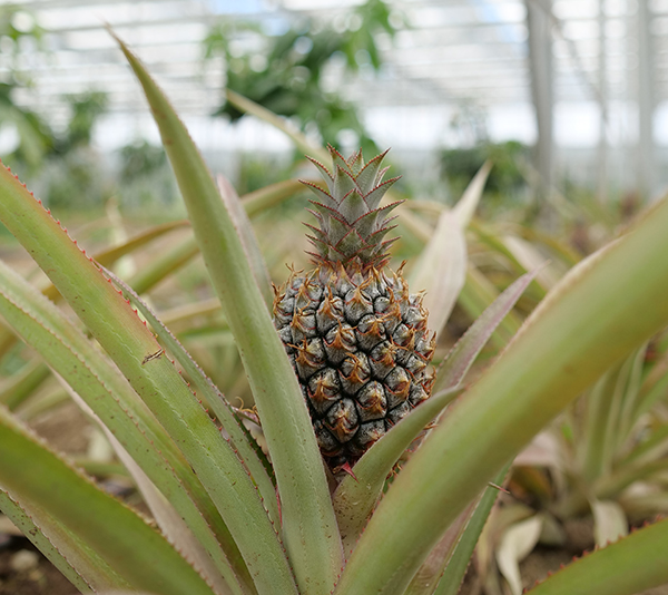 Pineapple