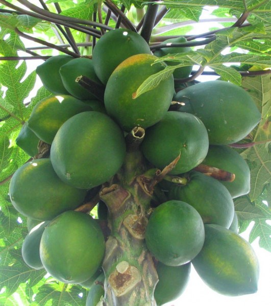 Carica papaya (Ağaç kavunu)