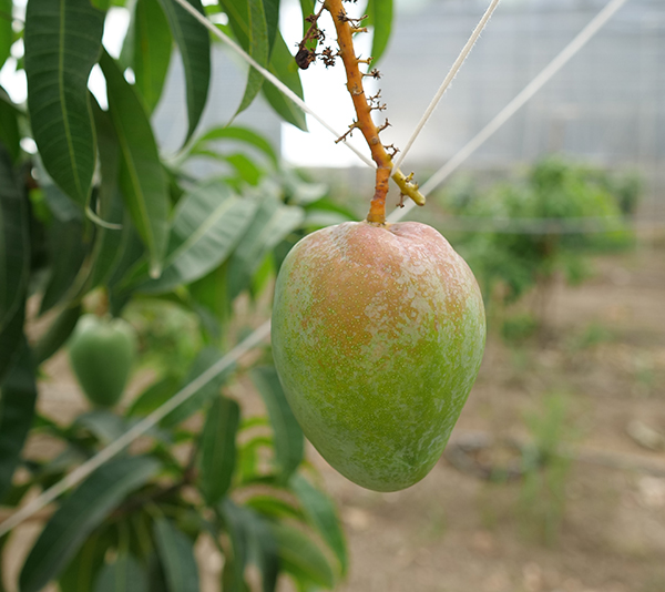 Mango (Mangifera indica)